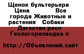 Щенок бультерьера › Цена ­ 35 000 - Все города Животные и растения » Собаки   . Дагестан респ.,Геологоразведка п.